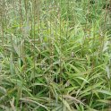Spodiopogon sibiricus